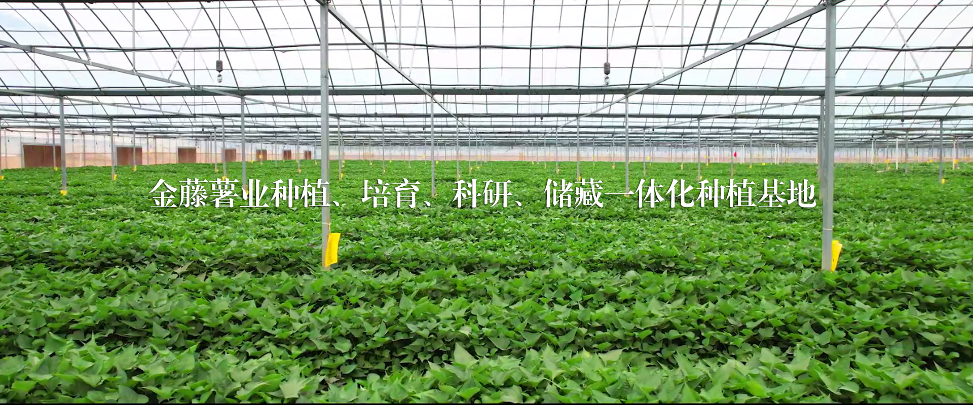 企業(yè)文化